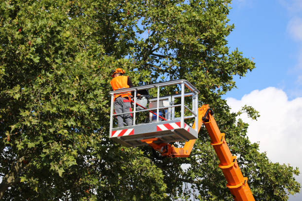 Best Commercial Tree Services  in Falls City, NE